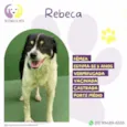 Rebeca 