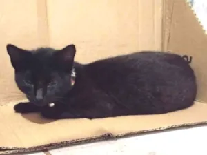 Gato raça SRD-ViraLata idade 2 a 6 meses nome Não tem nome 