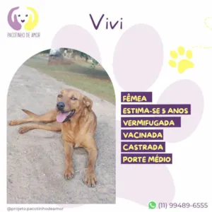 Cachorro raça SRD-ViraLata idade 5 anos nome Vivi