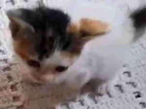 Gato raça SRD-ViraLata idade Abaixo de 2 meses nome Luciana Santos Rodrigues