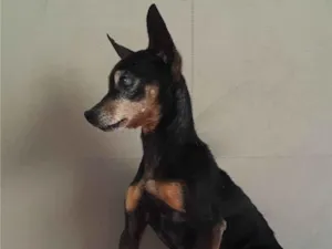 Cachorro raça Pinscher idade 6 ou mais anos nome Sem nome