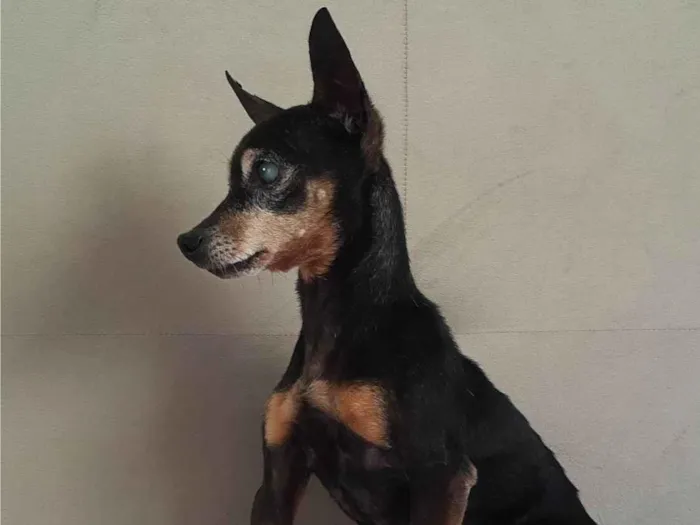 Cachorro ra a Pinscher idade 6 ou mais anos nome Sem nome