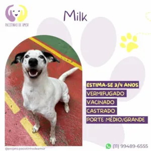 Cachorro raça SRD-ViraLata idade 4 anos nome Milk