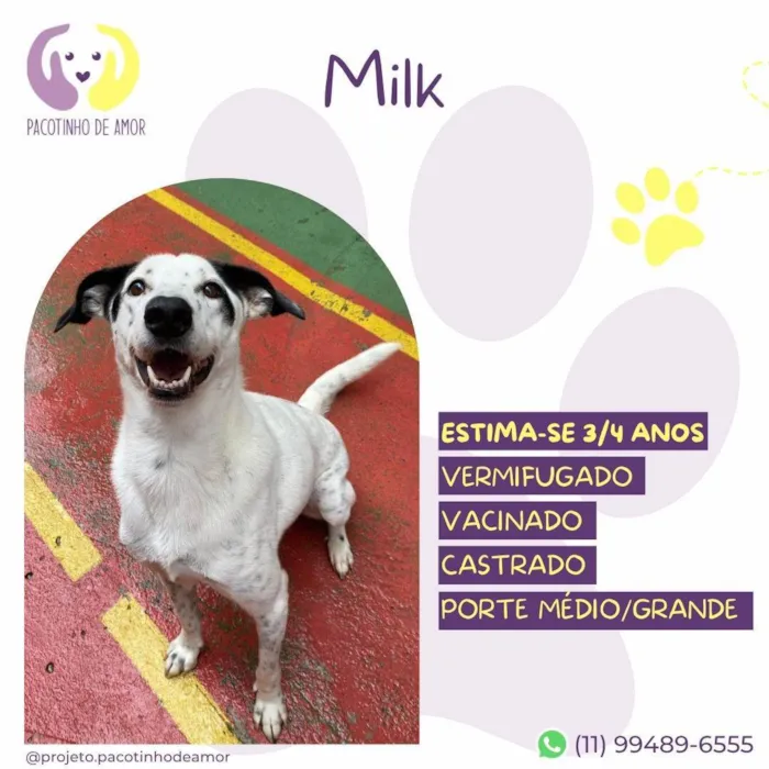 Cachorro ra a SRD-ViraLata idade 4 anos nome Milk