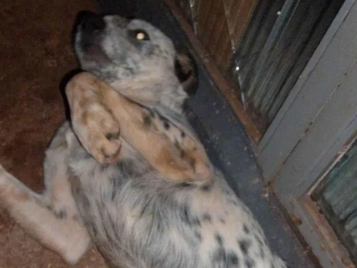 Cachorro ra a SRD-ViraLata idade 7 a 11 meses nome Coringa 