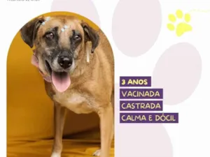 Cachorro raça SRD-ViraLata idade 3 anos nome Stella