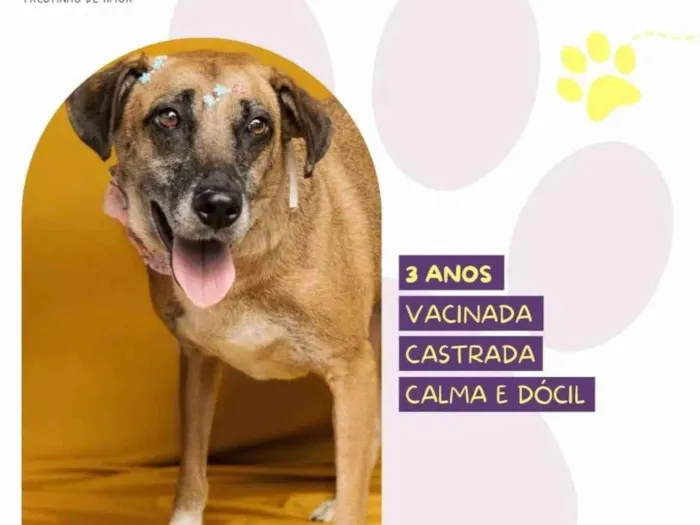Cachorro ra a SRD-ViraLata idade 3 anos nome Stella