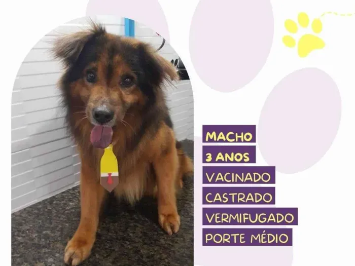 Cachorro ra a SRD-ViraLata idade 3 anos nome Jeremias 