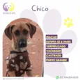 Chico