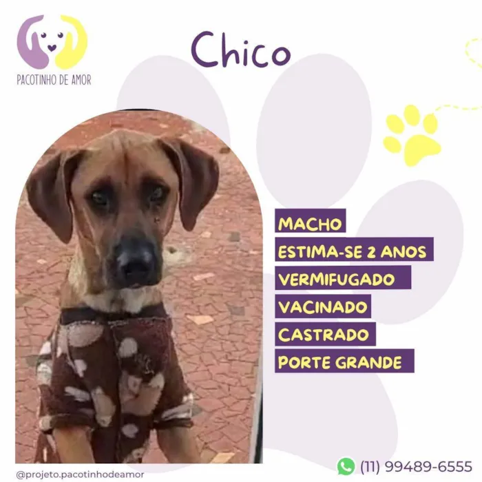 Cachorro ra a Pastor Alemão idade 2 anos nome Chico