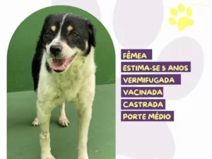 Cachorro raça SRD-ViraLata idade 5 anos nome Rebeca 