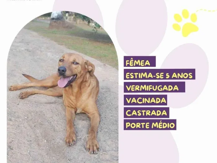 Cachorro ra a SRD-ViraLata idade 5 anos nome Vivi