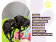 Pepê e Neném