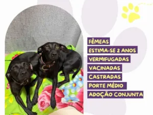 Cachorro raça SRD-ViraLata idade 2 anos nome Pepê e Neném