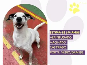 Cachorro raça SRD-ViraLata idade 4 anos nome Milk