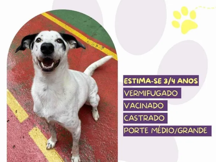 Cachorro ra a SRD-ViraLata idade 4 anos nome Milk