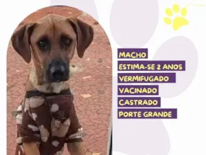 Cachorro raça Pastor Alemão idade 2 anos nome Chico