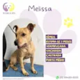 Melissa