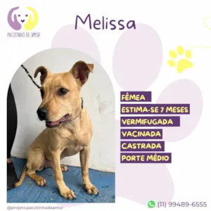 Cachorro raça SRD-ViraLata idade 7 a 11 meses nome Melissa