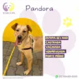 Pandora