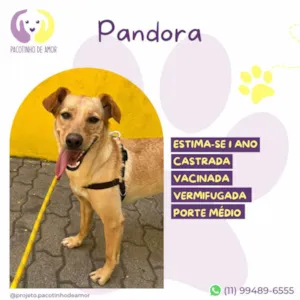 Cachorro raça SRD-ViraLata idade 1 ano nome Pandora