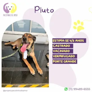 Cachorro raça SRD-ViraLata idade 5 anos nome  Pluto