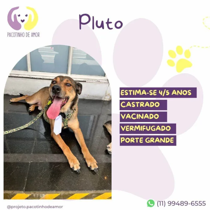 Cachorro ra a SRD-ViraLata idade 5 anos nome  Pluto