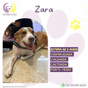 Cachorro raça SRD-ViraLata idade 2 anos nome Zara