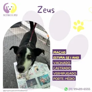 Cachorro raça SRD-ViraLata idade 1 ano nome Zeus
