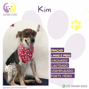 Cachorro raça SRD-ViraLata idade 2 anos nome Kim