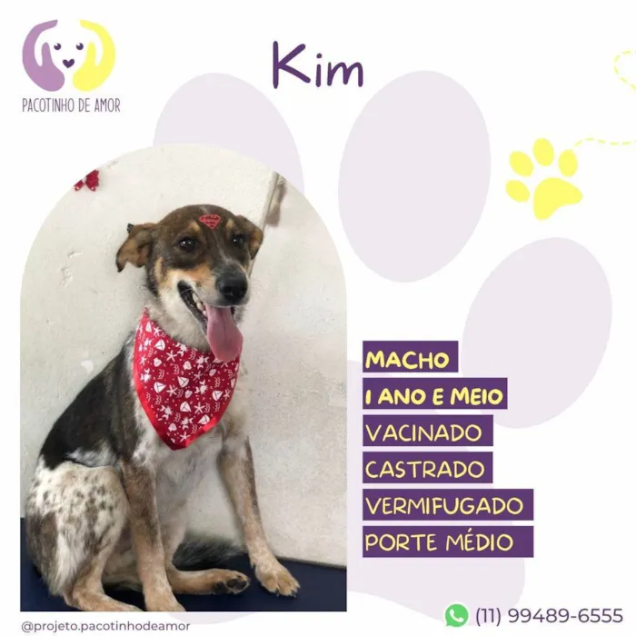 Cachorro ra a SRD-ViraLata idade 2 anos nome Kim
