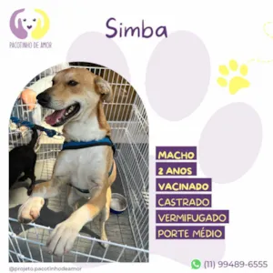 Cachorro raça SRD-ViraLata idade 2 anos nome Simba
