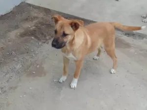 Cachorro raça Boxer idade 1 ano nome PANTERA