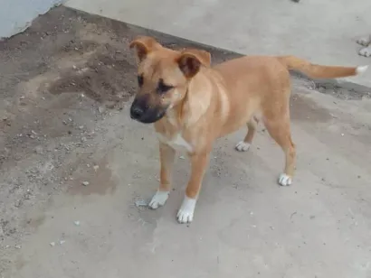 Cachorro raça Boxer idade 1 ano nome PANTERA
