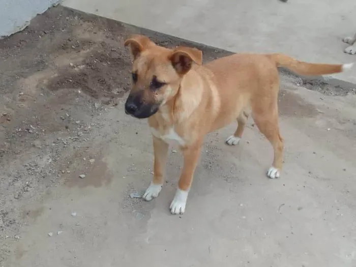 Cachorro ra a Boxer idade 1 ano nome PANTERA