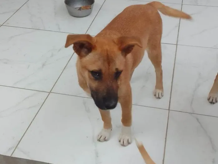 Cachorro ra a Boxer idade 1 ano nome PANTERA