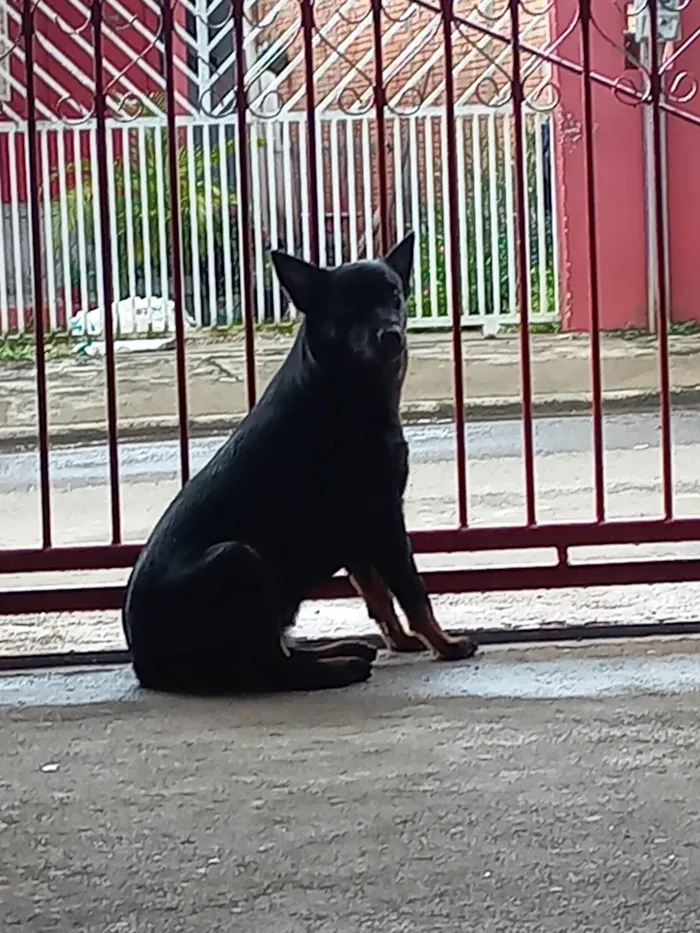 Cachorro ra a Labrador idade 3 anos nome Cristal