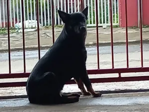 Cachorro raça Labrador idade 3 anos nome Cristal