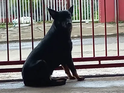 Cachorro raça Labrador idade 3 anos nome Cristal