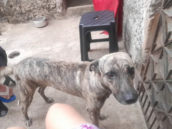 Cachorro ra a SRD-ViraLata idade 2 anos nome Pérola 