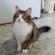 Janis