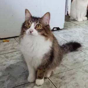 Gato raça SRD-ViraLata idade 1 ano nome Janis