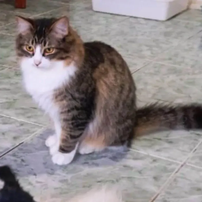 Gato ra a SRD-ViraLata idade 1 ano nome Janis