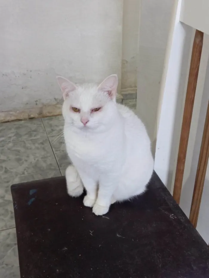 Gato ra a SRD-ViraLata idade 3 anos nome Branquinha