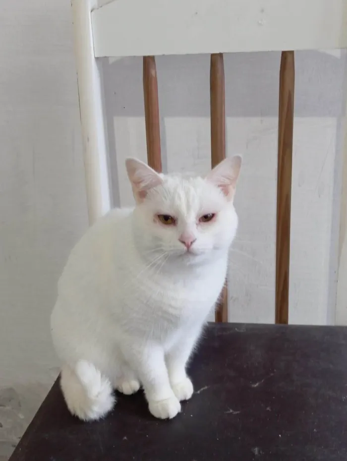 Gato ra a SRD-ViraLata idade 3 anos nome Branquinha