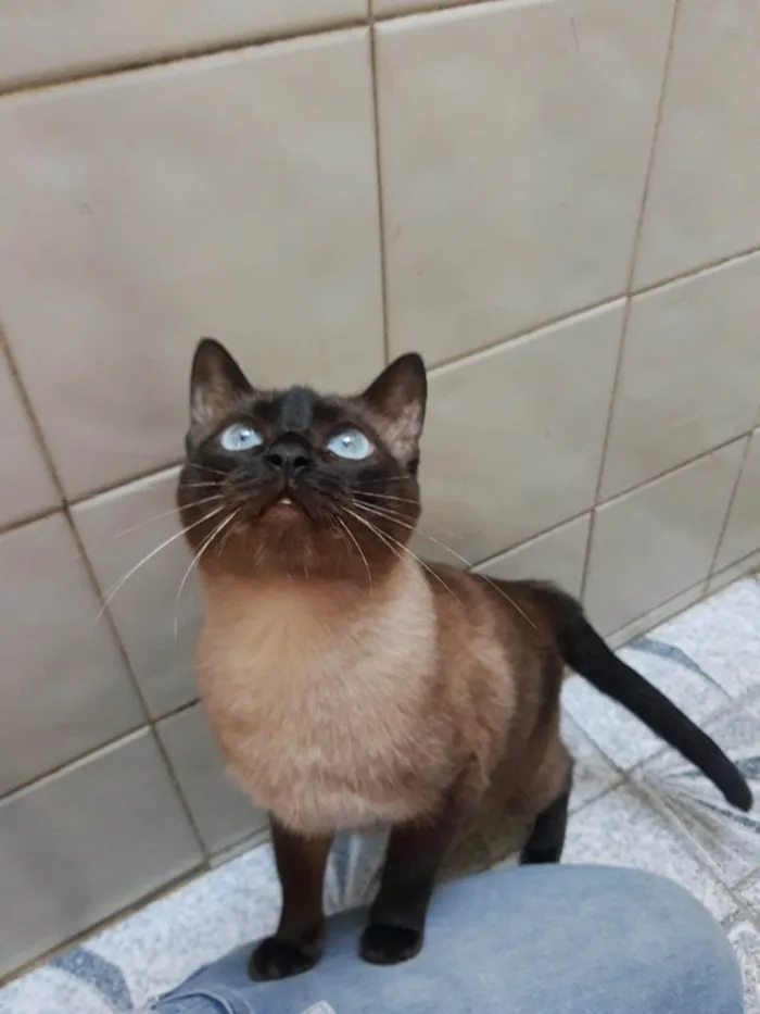 Gato ra a Siamês idade 4 anos nome Lagherta