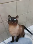 Lagherta