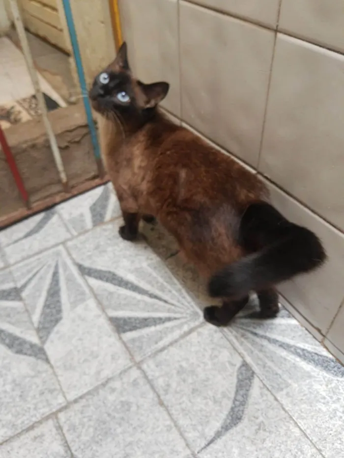 Gato ra a Siamês idade 4 anos nome Lagherta