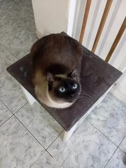 Gato ra a Siamês idade 4 anos nome Lagherta