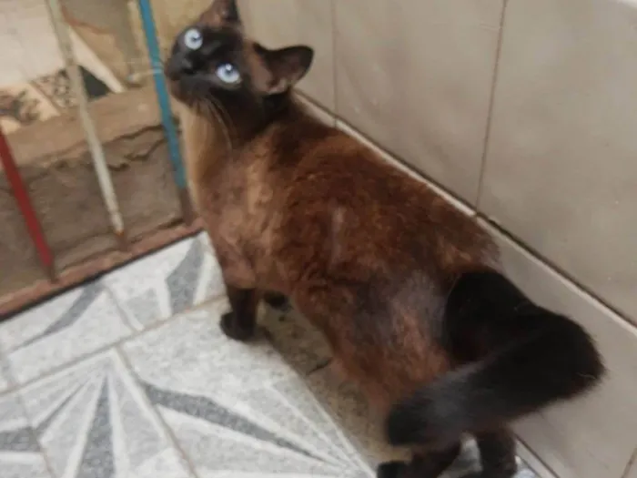 Gato ra a Siamês idade 4 anos nome Lagherta